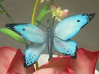 farfalla